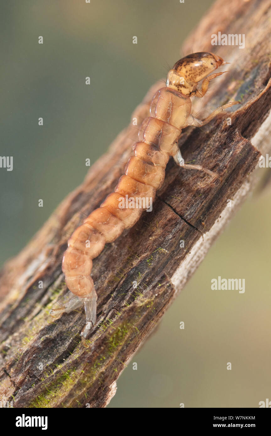 Caddisfly larva (Trichoptera, family Polycentropodidae), climbing the root, Europe, May, controlled conditions Stock Photo