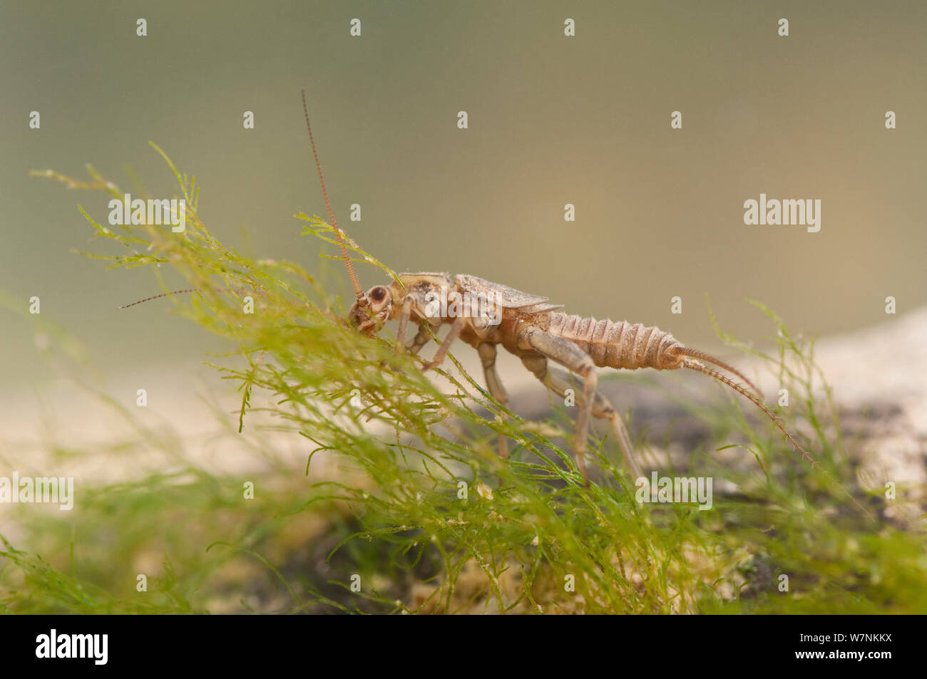 Stonefly nymph (Plecoptera), grazing algae, Europe, April, controlled conditions Stock Photo