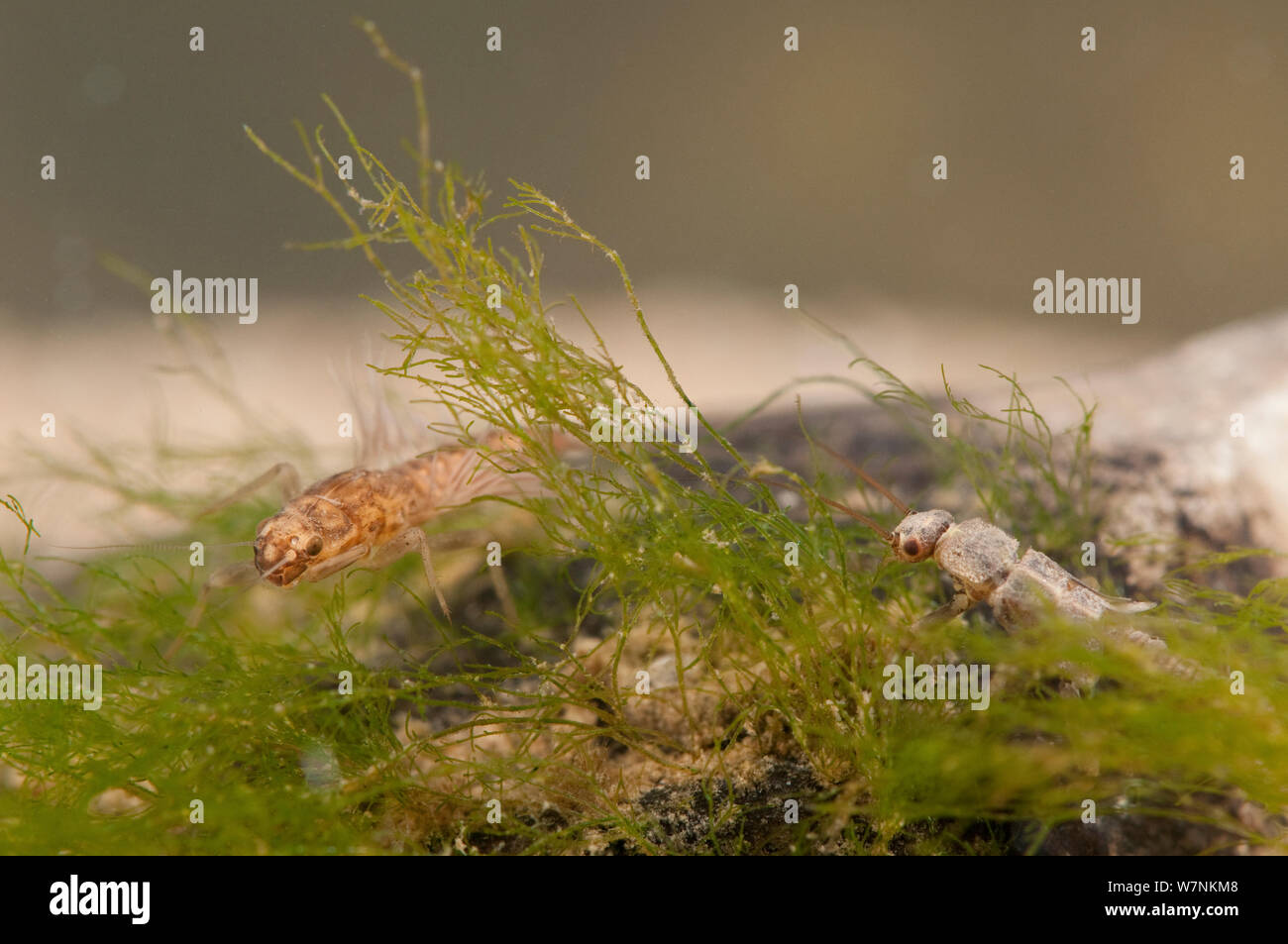 Prong-gilled mayfly nymph (Leptophlebiidae) and Stonefly nymph (Plecoptera), hiding in the algae at the bottom, Europe, April, controlled conditions Stock Photo