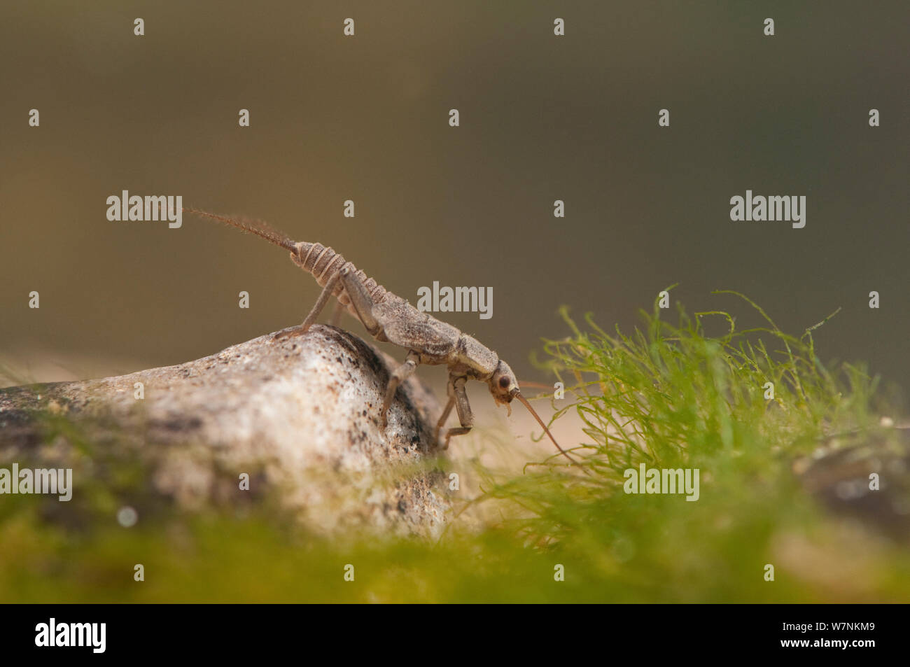Stonefly nymph (Plecoptera) resting on the stones at the bottom, Europe, April, controlled conditions Stock Photo