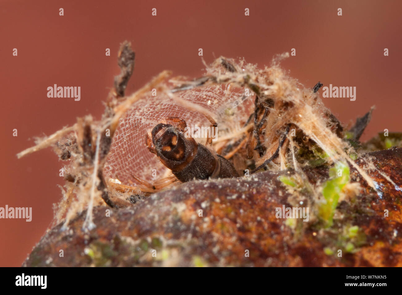 Net-spinning caddisfly larva (Trichoptera, Hydropsychidae) collecting organic debris from the trapping net of its shelter, Europe, May, controlled conditions Stock Photo
