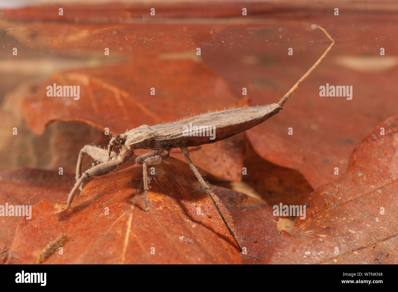 Water scorpion (Nepa cinerea) waiting for prey underwater while breathing atmospheric oxygen using its siphon, Europe, May, controlled conditions Stock Photo