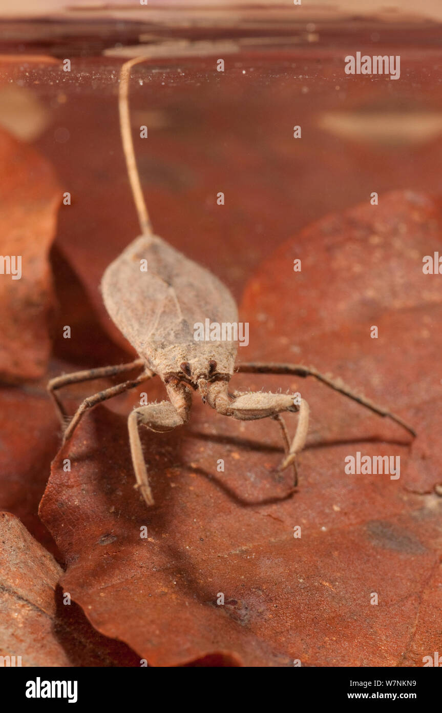 Water scorpion (Nepa cinerea) waiting for prey underwater while breathing atmospheric oxygen using its siphon, Europe, May, controlled conditions Stock Photo