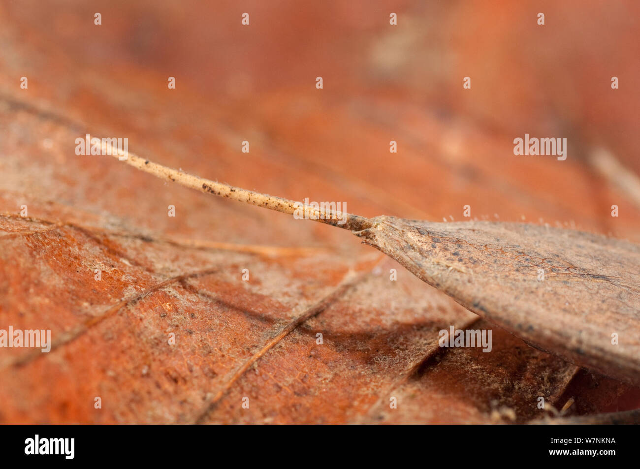 Water scorpion (Nepa cinerea) breathing tube siphon detail, Europe, May, controlled conditions Stock Photo