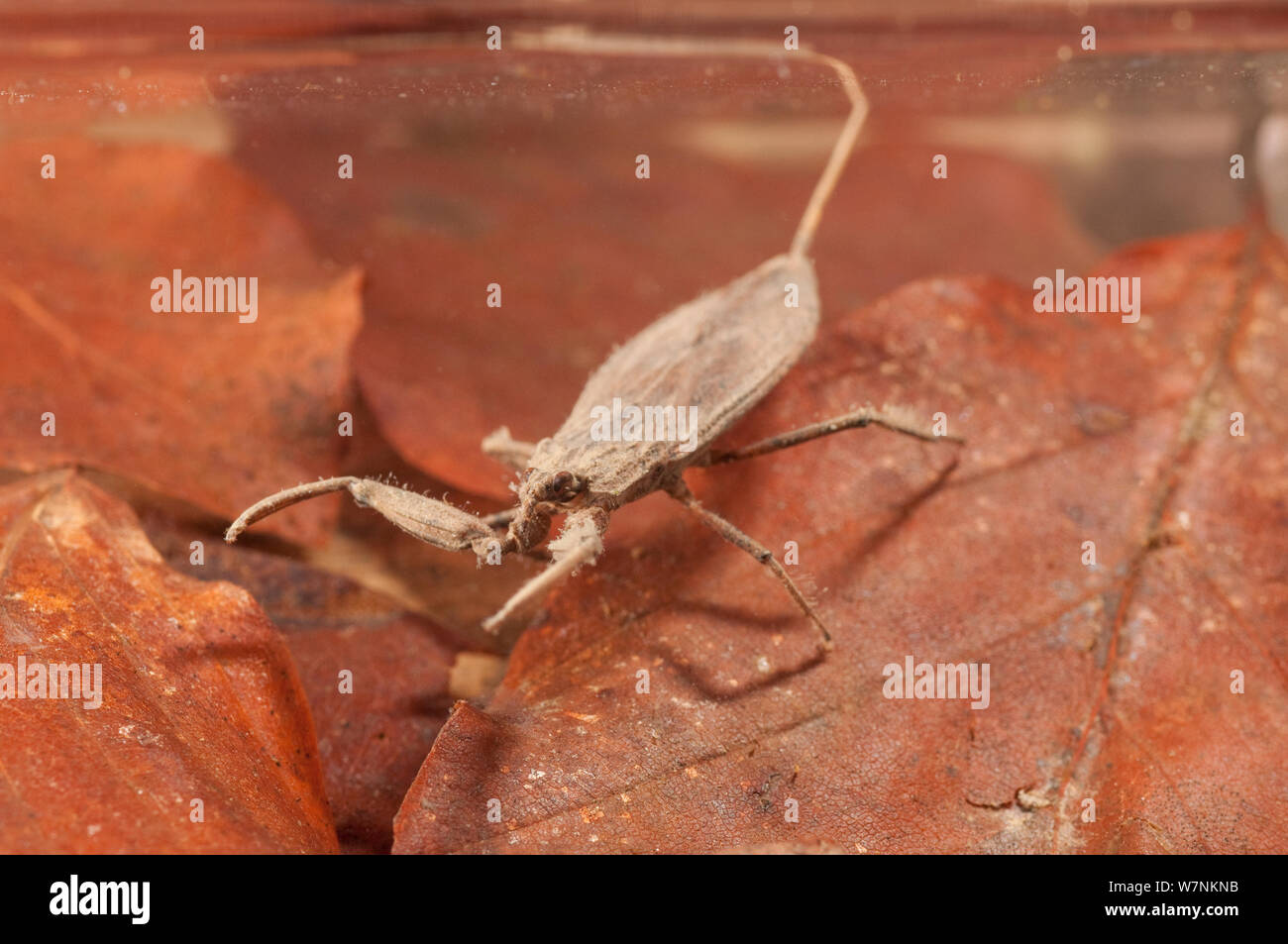 Water scorpion (Nepa cinerea) waiting for prey underwater while breathing atmospheric oxygen using its siphon, Europe, May, controlled conditions Stock Photo