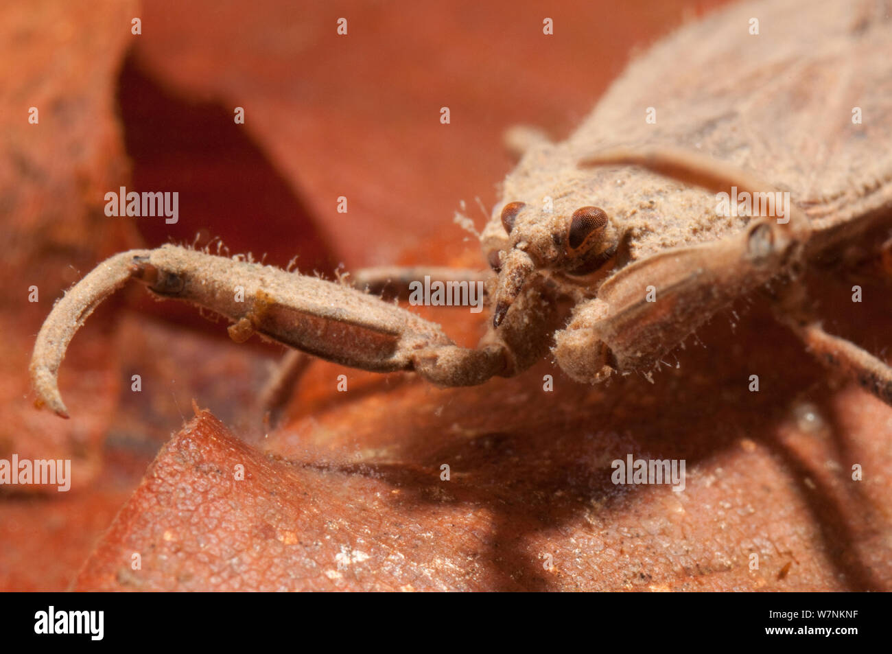 Water scorpion (Nepa cinerea) head and raptorial legs detail, Europe, May, controlled conditions Stock Photo
