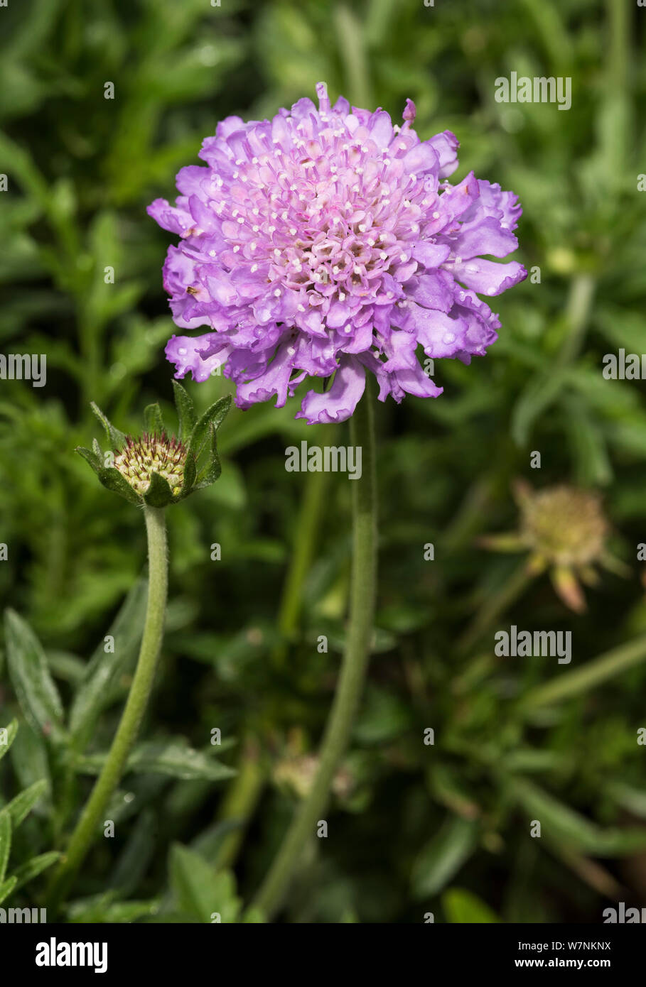 Scabious Butterfly Blue Pincushion Flower Scabiosa Butterfly Blue Stock Photo Alamy