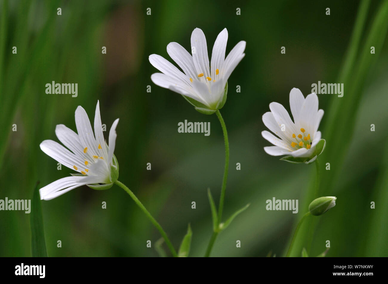 Greater stitchwort (Stellaria holostea) flowers in country hedgebank, Dorset, UK May Stock Photo