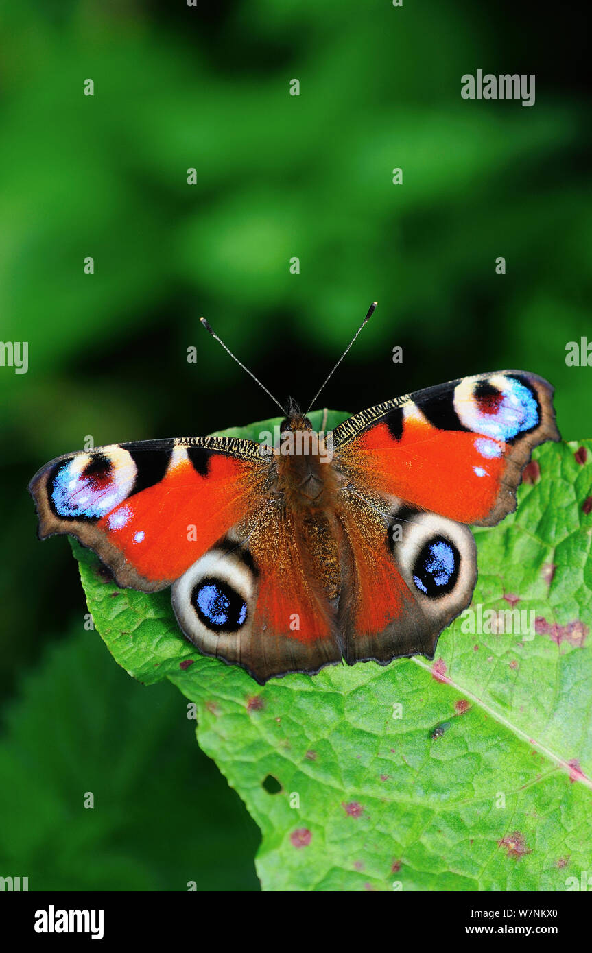 Peacock butterfly uk cutout hi-res stock photography and images - Alamy