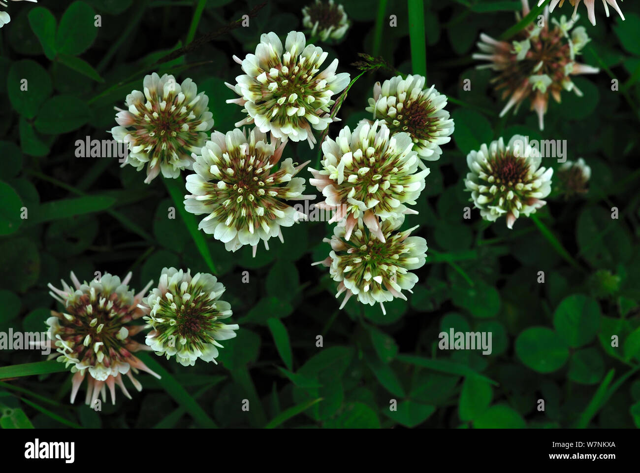 White clover flowers (Trifolium sp) Dorset, UK June Stock Photo