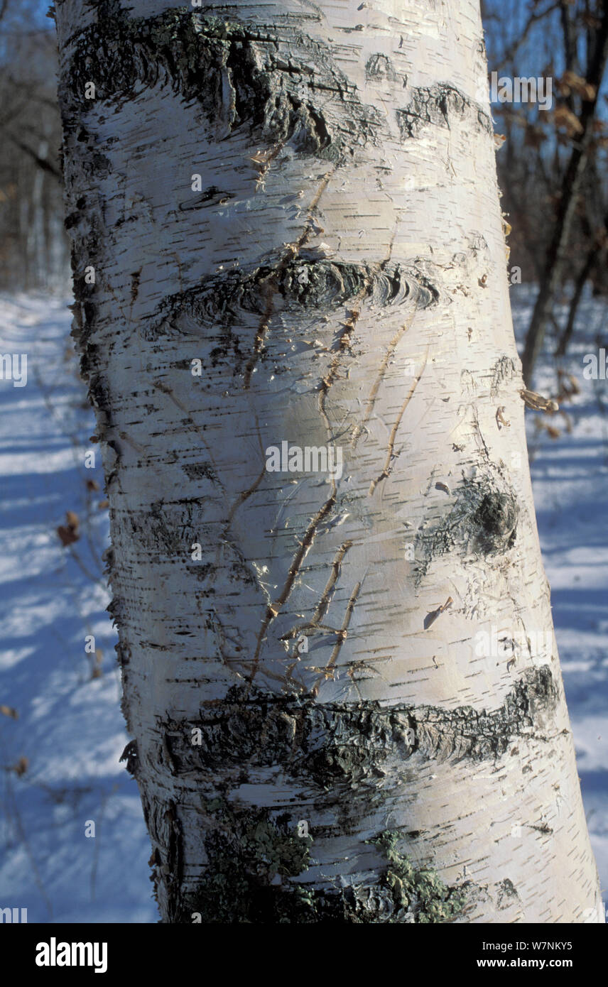 Scratch marks from claws of a tiger left on  birch tree trunk. Lazovskiy zapovednik, Primorskiy krai,  Far East, Russia. February 1995. Endangered species. Stock Photo