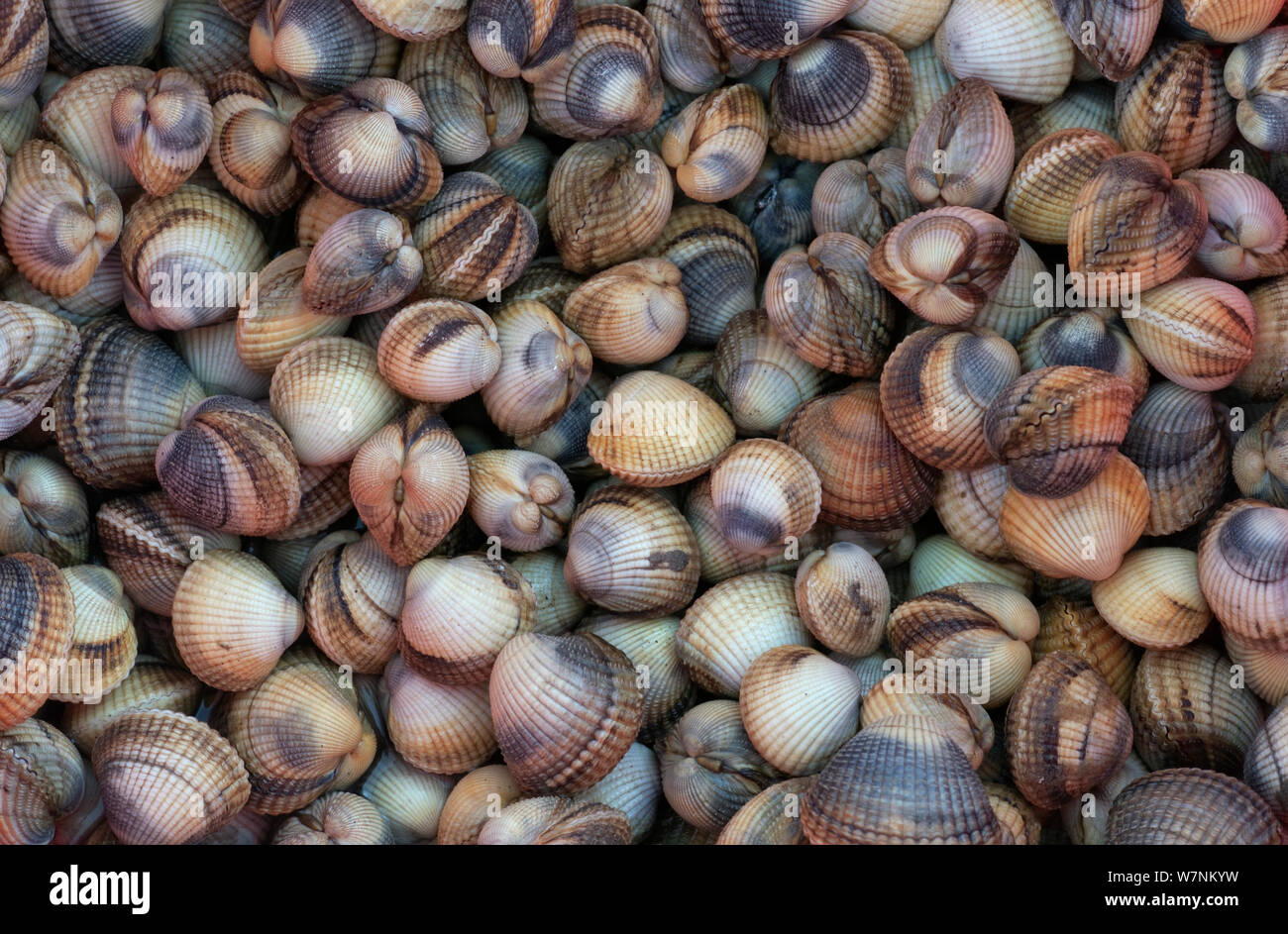 Edible cockle cerastoderma edule gathered hires stock photography and