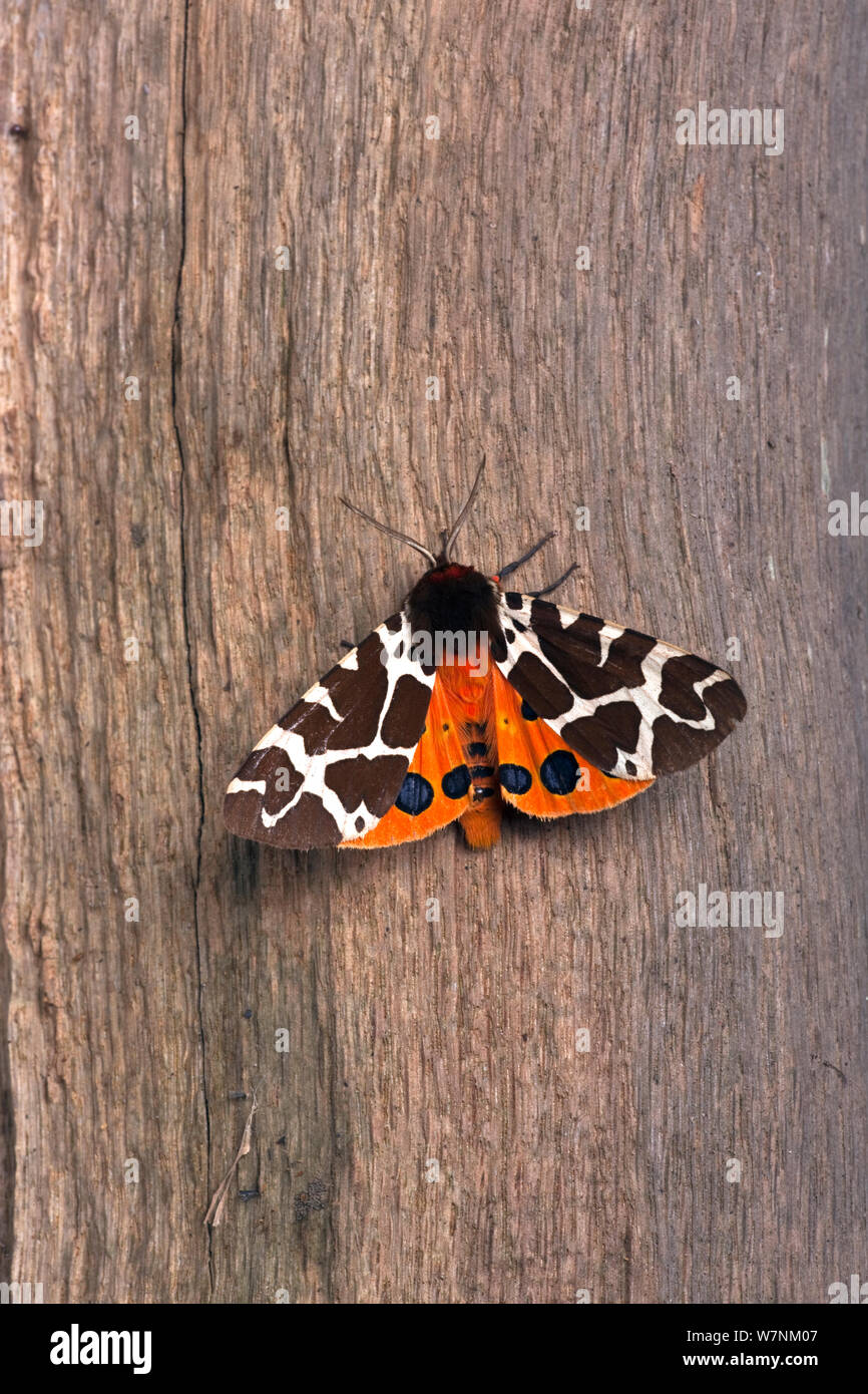 Garden Tiger moth (Arctica caja) resting on garden fence post, Norfolk, UK August Stock Photo