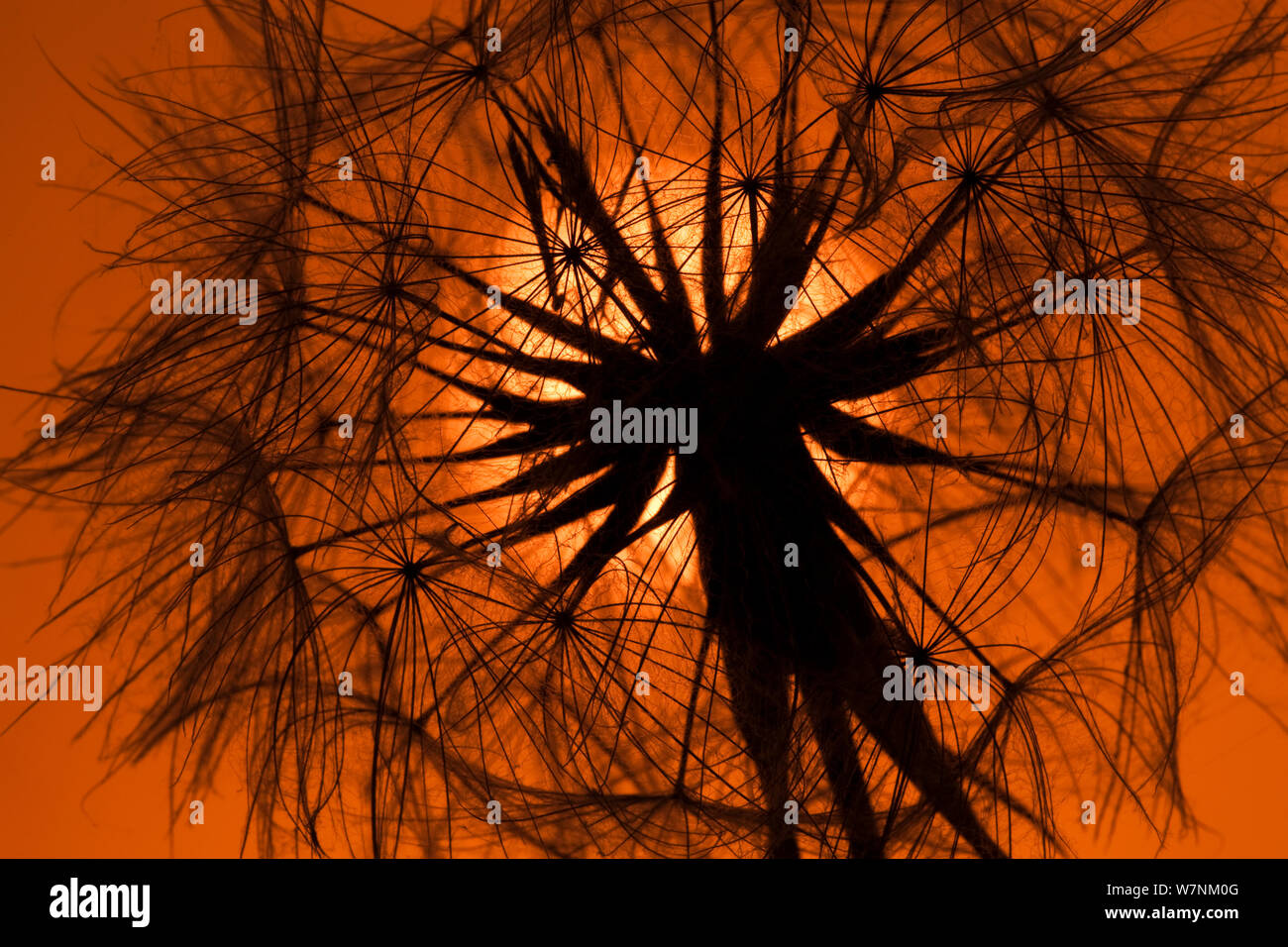 Goat's beard (Tragopogon pratensis) low angle view of seedhead silhouetted at dawn, Norfolk, UK July Stock Photo