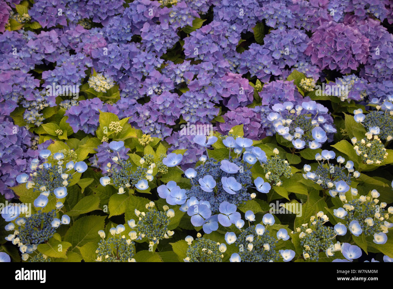 Cultivated Hydrangeas (Hydrangea genus) blue mophead and lacecap cultivars flowering in garden nursery, Norfolk, UK June Stock Photo