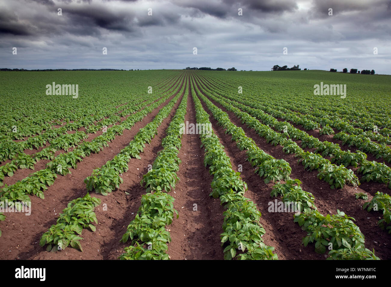Potato crop growing in rows, Norfolk, UK June Stock Photo