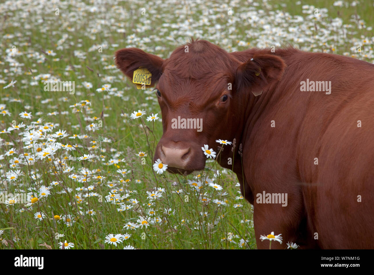 Redpoll cattle in meadow full of flowers, Norfolk, UK Stock Photo