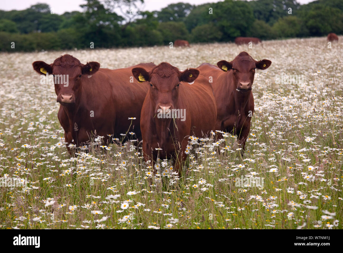 Redpoll cattle in flowery meadow, Norfolk, UK Stock Photo