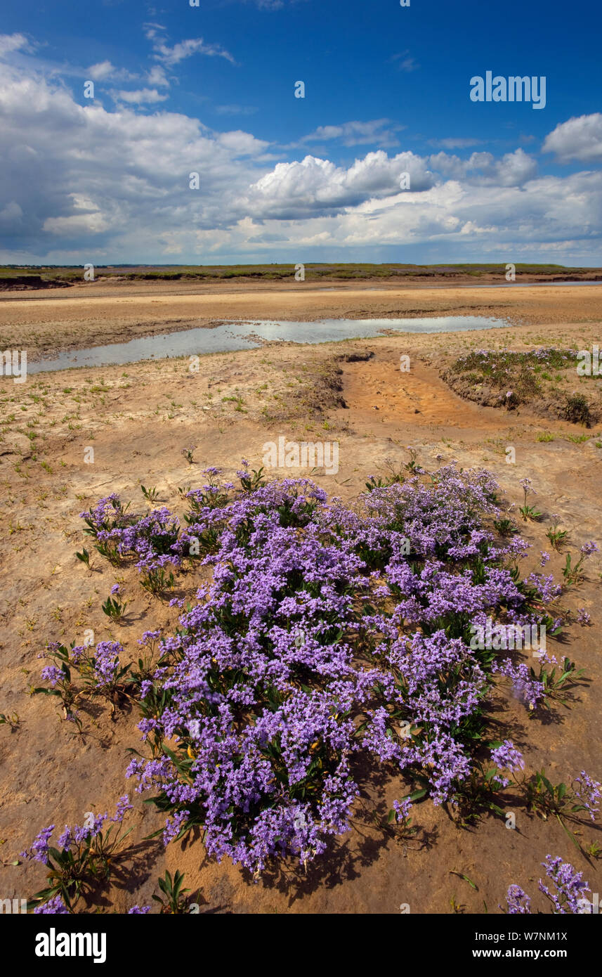 Sea lavender (Limonium vulgare) Wareham Marshes, Norfolk, UK July Stock Photo