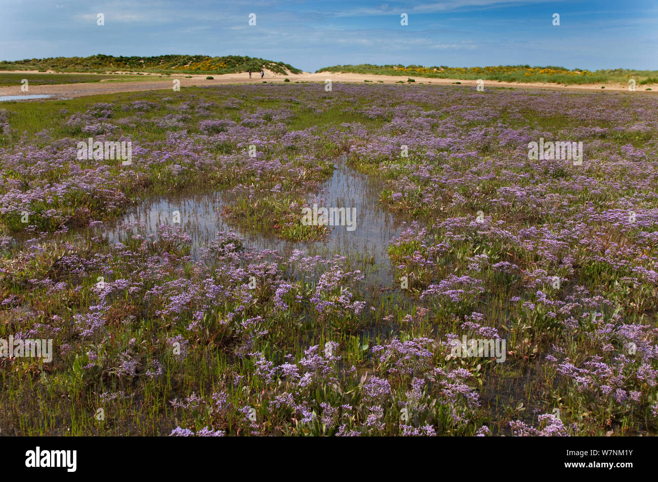 Sea lavender (Limonium vulgare) Wareham Marshes, Norfolk, UK July Stock Photo