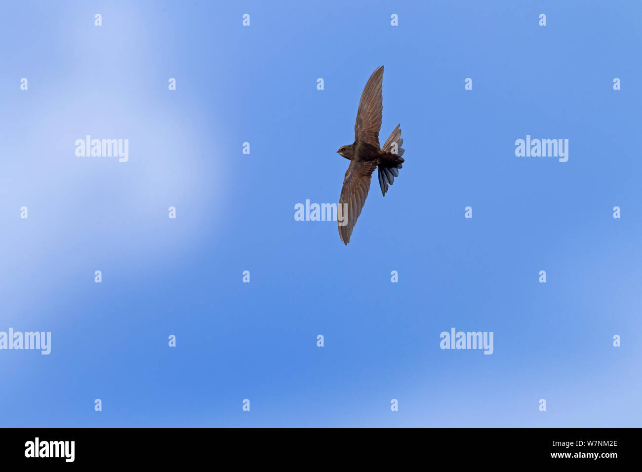Common swift (Apus apus) in flight, Norfolk, UK July Stock Photo - Alamy