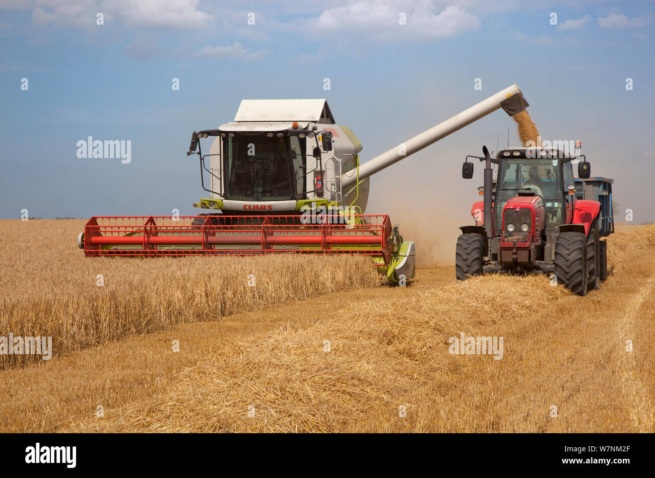 Wheat being harvested at Walsingham, Norfolk , UK August Stock Photo
