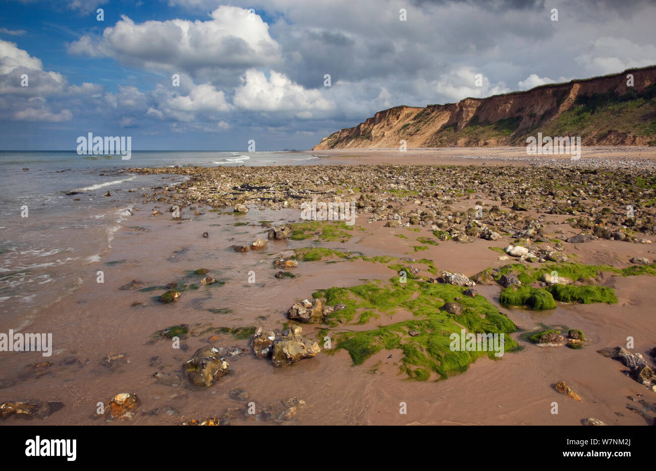 Flints on West Runton beach, Norkfolk, UK July Stock Photo