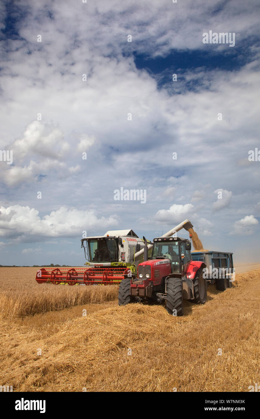 Wheat being harvested at Walsingham, Norfolk , UK August Stock Photo