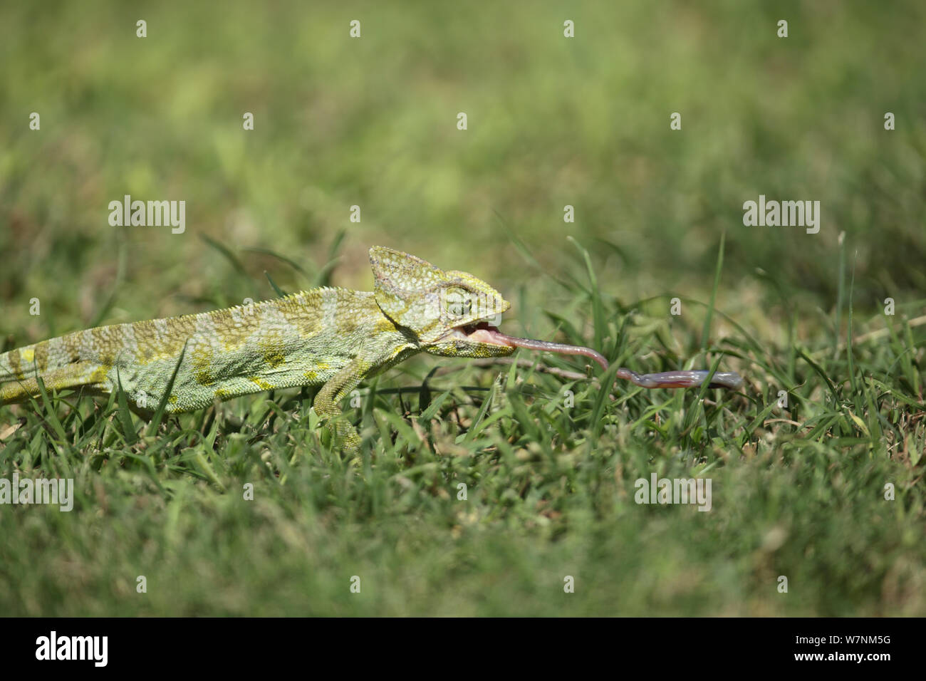 Arabian chameleon (Chamaeleo arabicus) tongue extended hunting insect ...