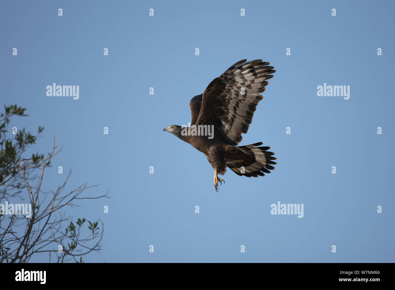 Oriental / Crested honey buzzard (Pernis ptilorhynchus) adult in flight, about to land, Oman, January Stock Photo