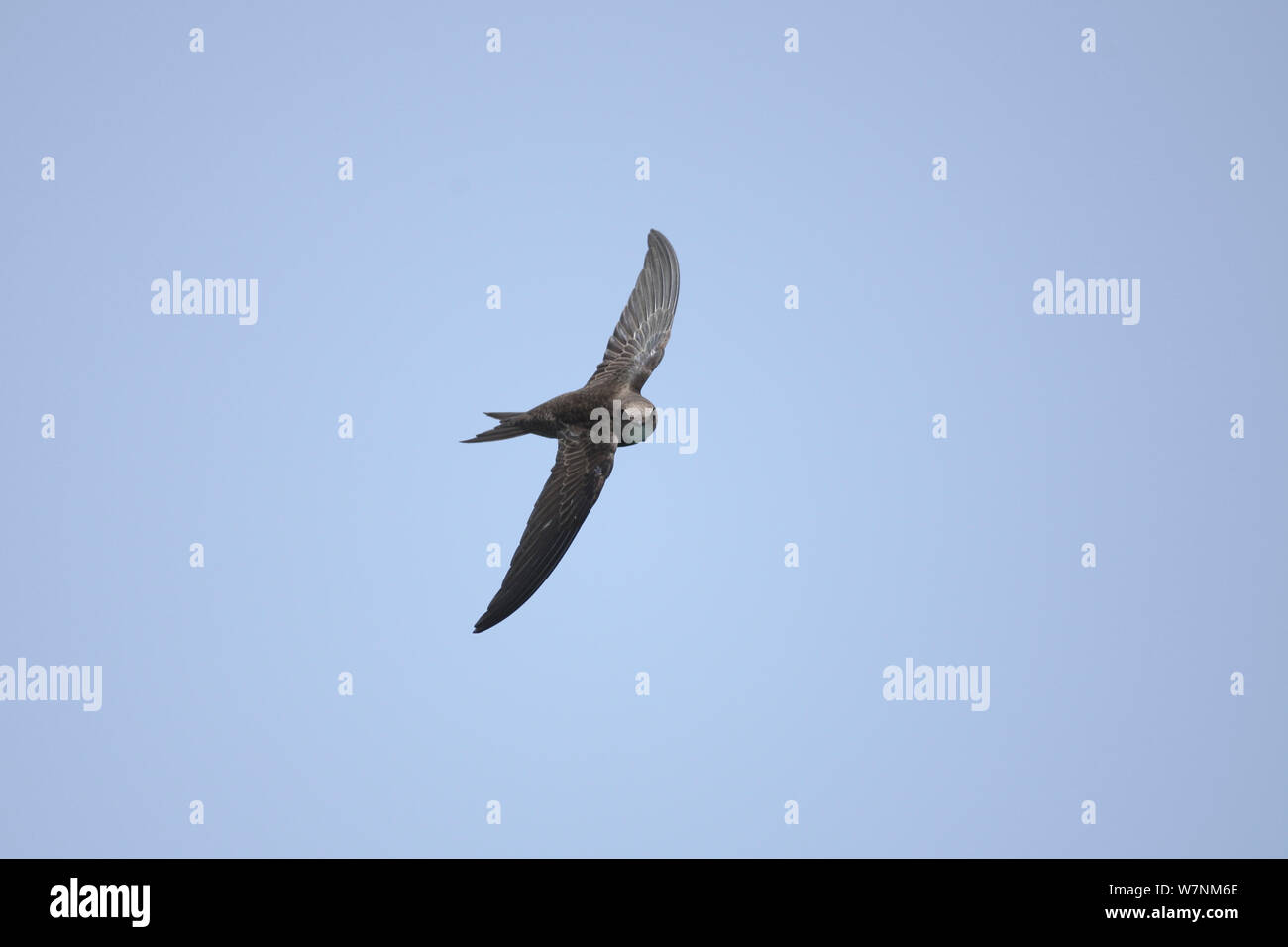 Forbes watson's swift (Apus berliozi) in flight, Oman, May Stock Photo ...