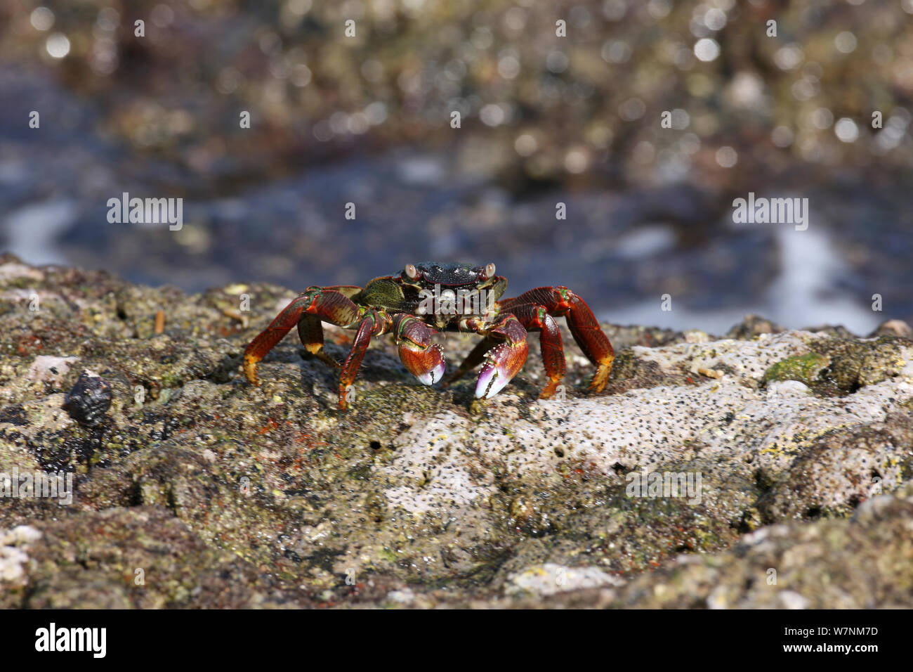 Shore crab (Grapsus albolinatus) feeding, Oman, February Stock Photo