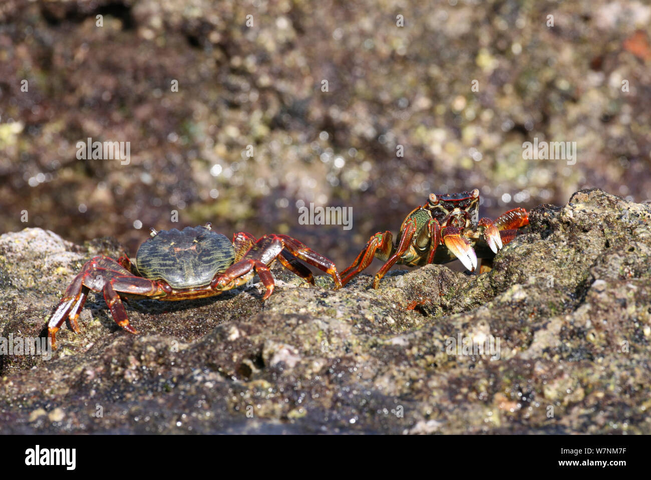 Shore crab (Grapsus albolinatus) two on rock, Oman, February Stock Photo