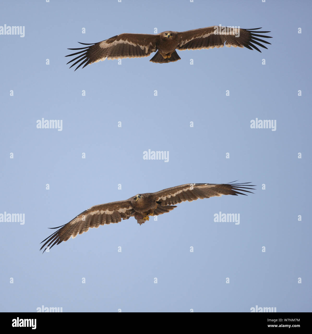 Steppe eagle (Aquila nipalensis) two eyeing each other in flight, Oman, November Stock Photo
