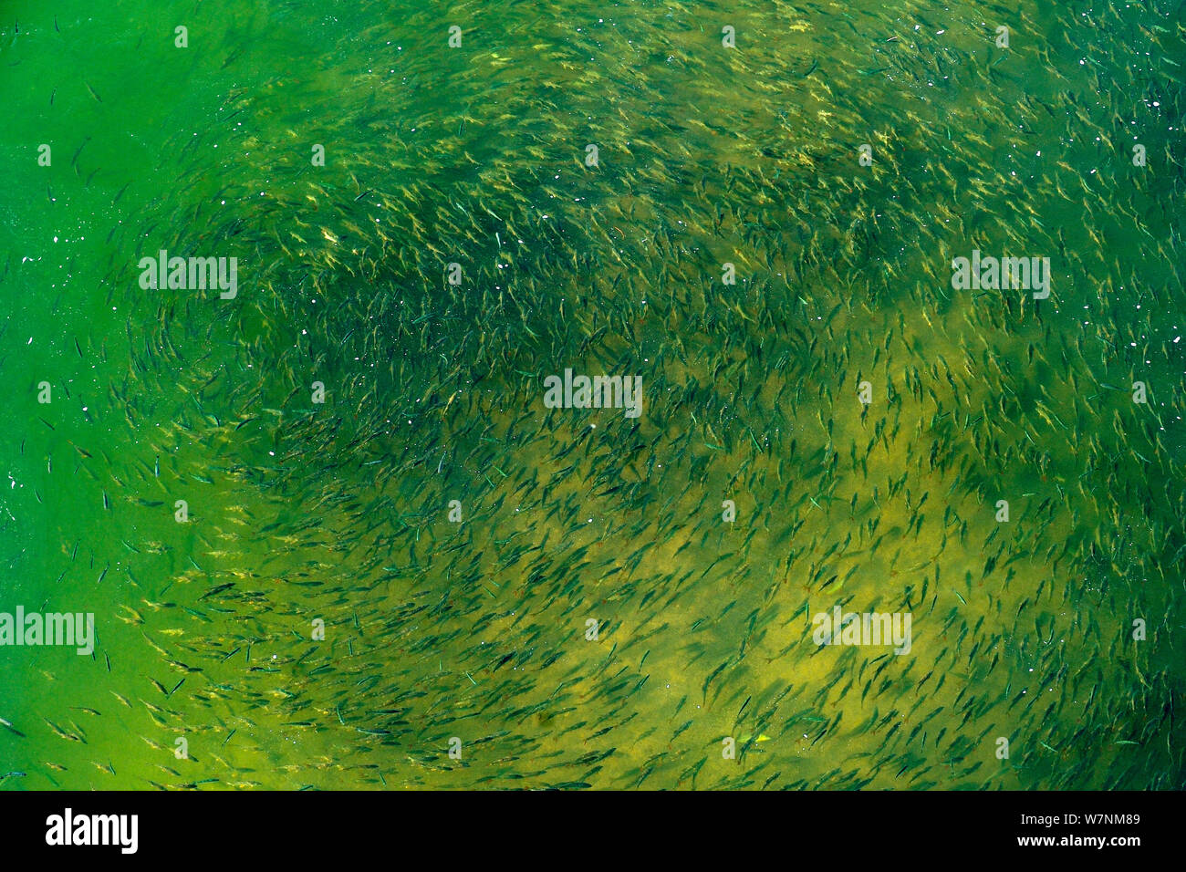 Looking down on shoal of small freshwater fish, in river Loire, France Stock Photo