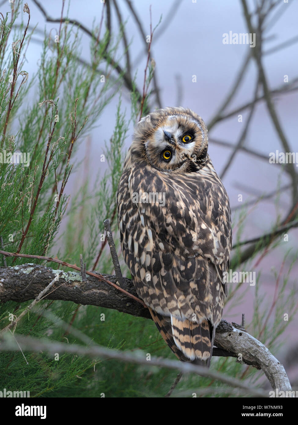 Short eared owl (Asio flammeus) tilting head upside down and backwards, Breton Marsh, West