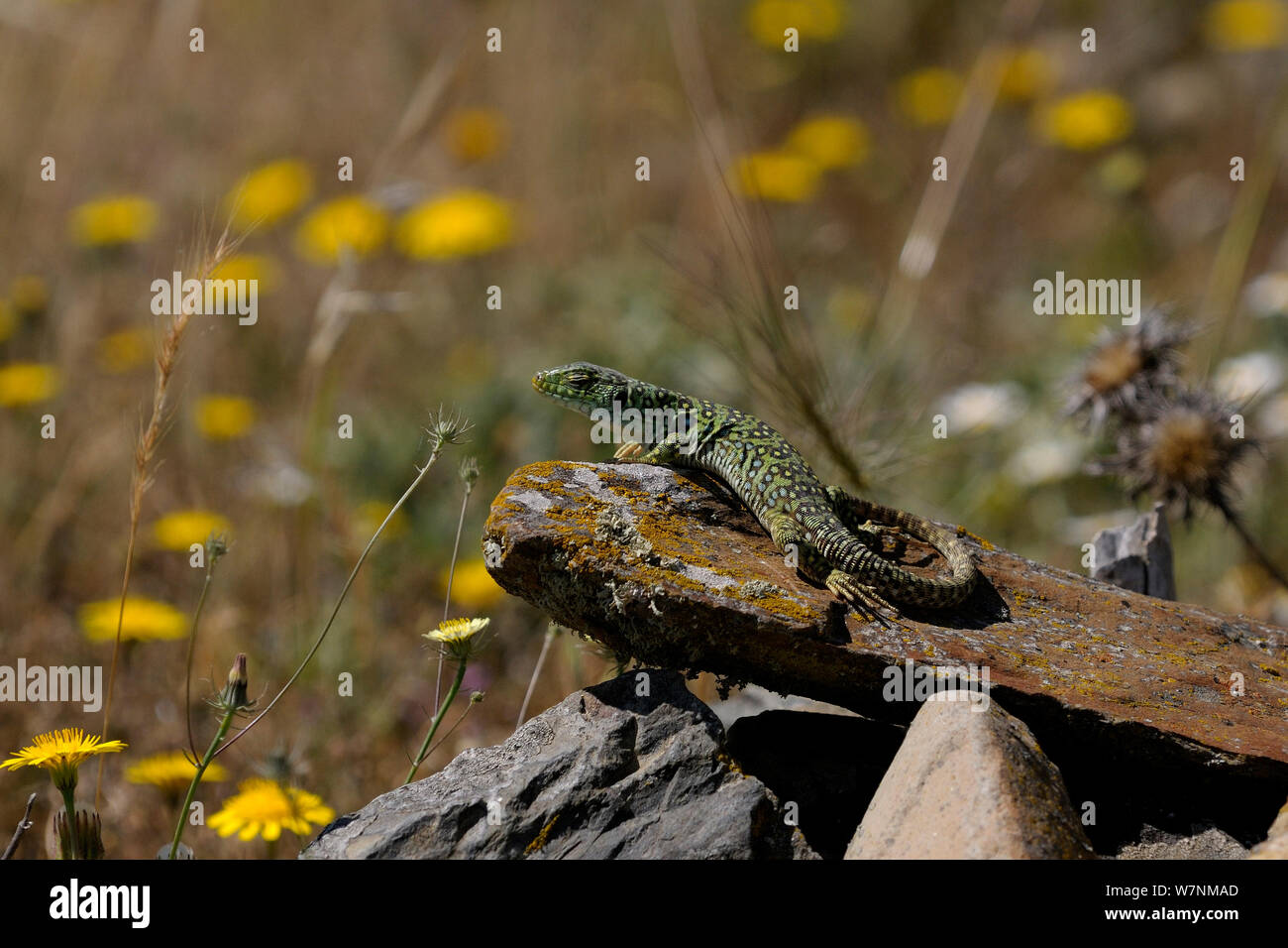 Ocellated lizard (Lacerta lepida) basking in sun, Extremadura, Spain Stock Photo