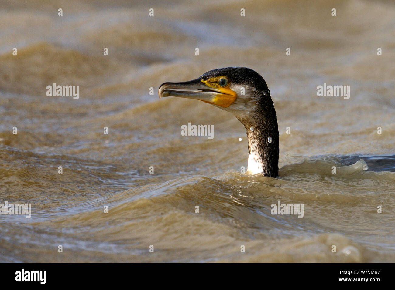 Great cormorant (Phalacrocorax carbo sinensis) fishing profile, Vendee, Atlantic Coast, France, June Stock Photo
