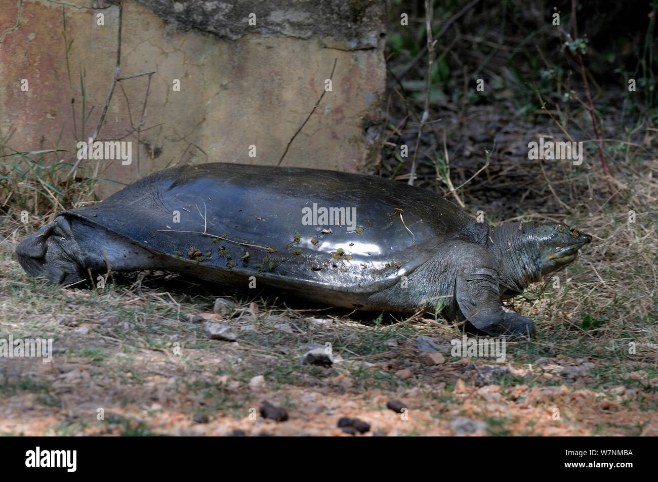 Indian flapshell turtle (Lissemys punctata) out of water, Keolado Ghana National Park, Bharatpur, Rajasthan, India Stock Photo