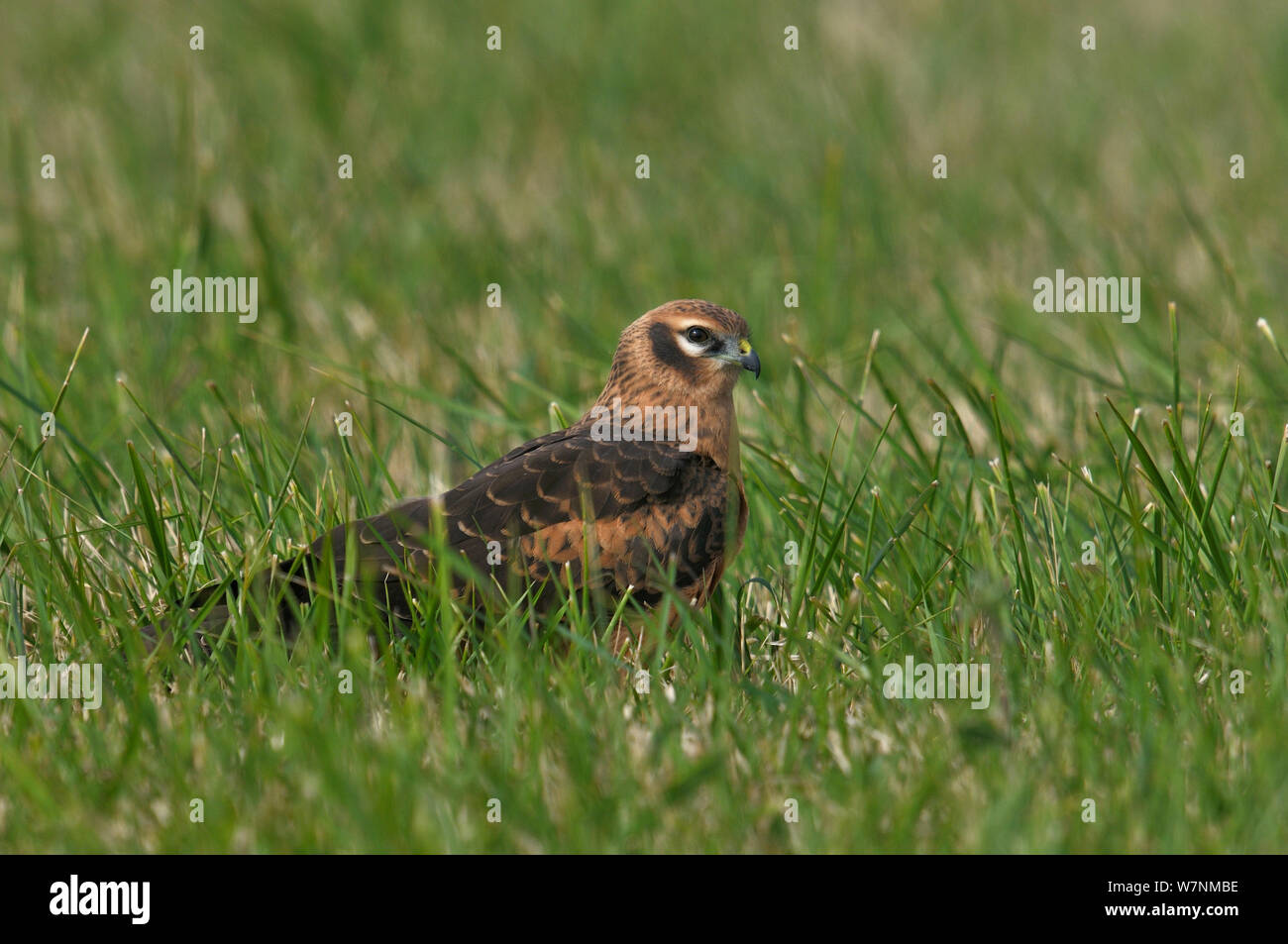 Montagu's harrier (Circus pygargus) on ground hunting in Vendeen Marsh, West France, July Stock Photo