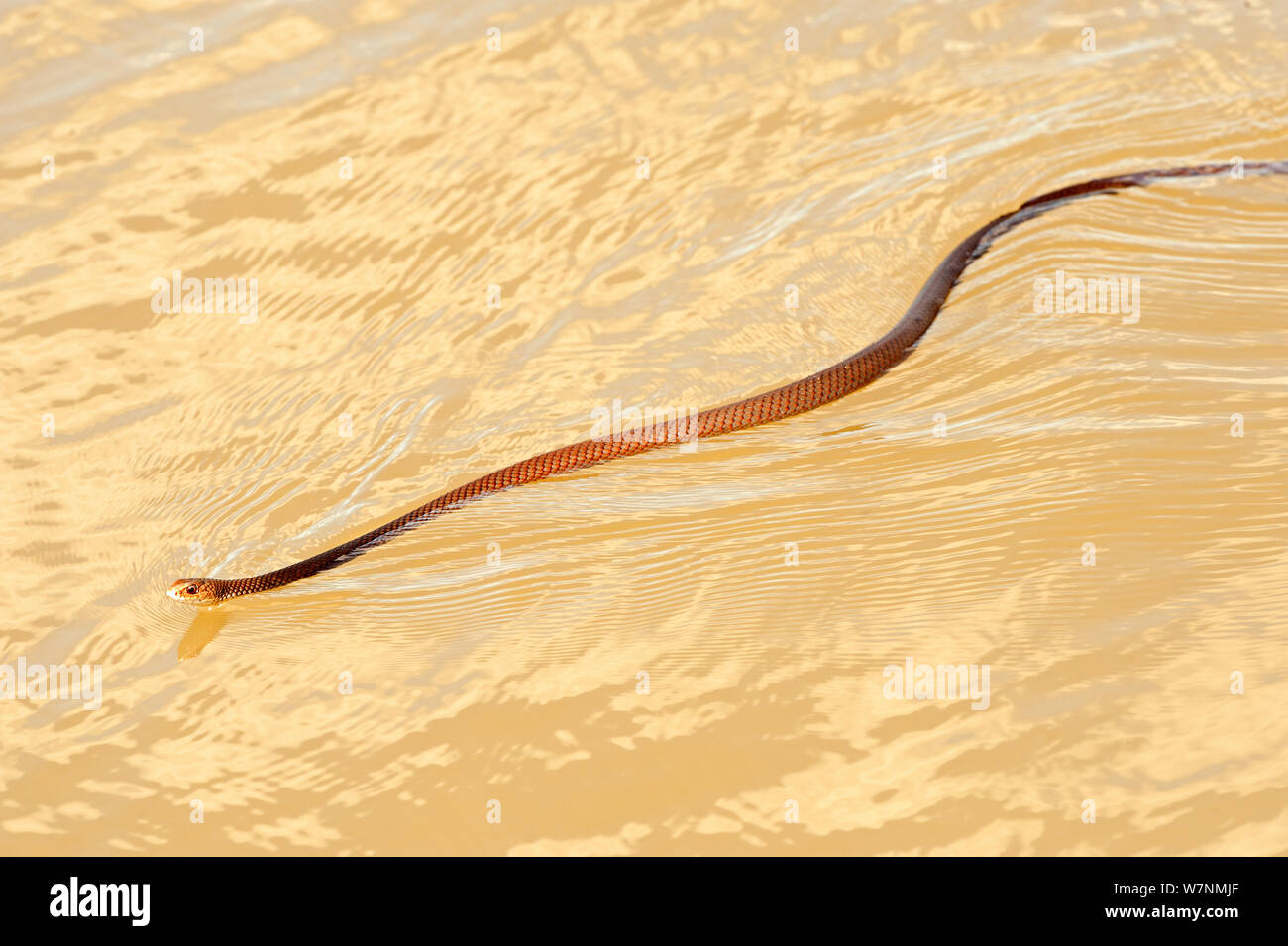 Common Tree snake (Dendrelaphis punctulata) swimming, Mary River