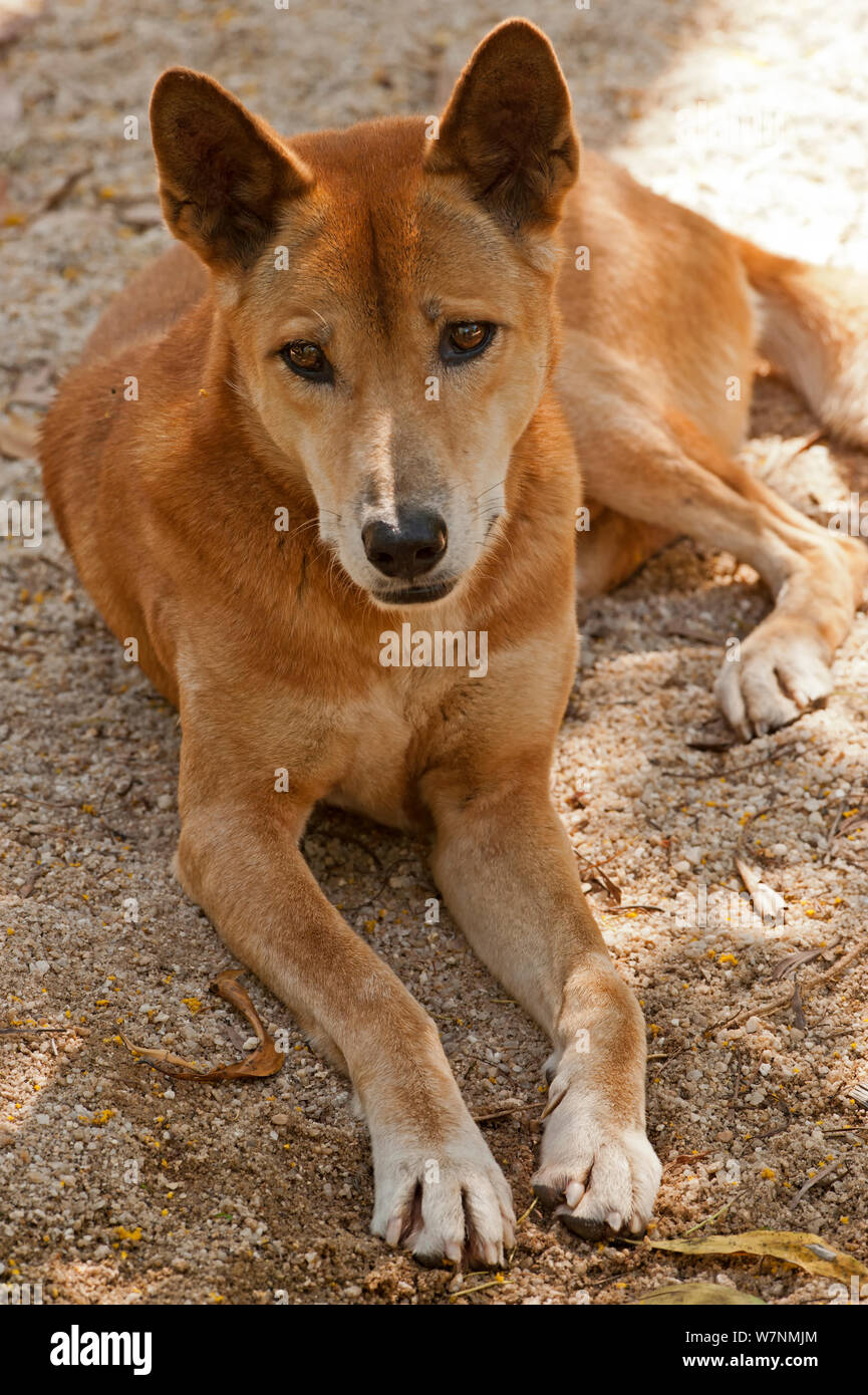 Dingo (Canis dingo) resting portrait, Australia Stock Photo Alamy