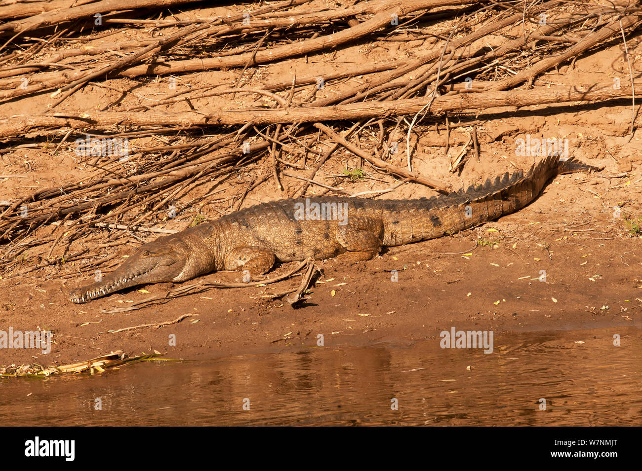 Australian Freshwater crocodile (Crocodylus johnstoni) rests and warms in the sun on the banks of upper Ord River accessed Kununurra in Western Stock Photo - Alamy