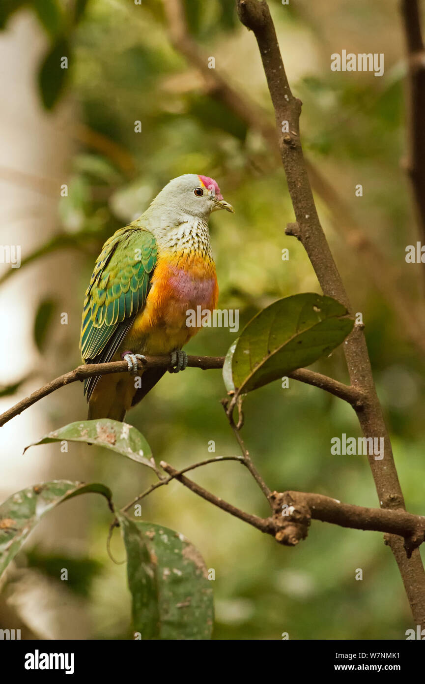 Ptilinopus Stock Photos & Ptilinopus Stock Images Alamy