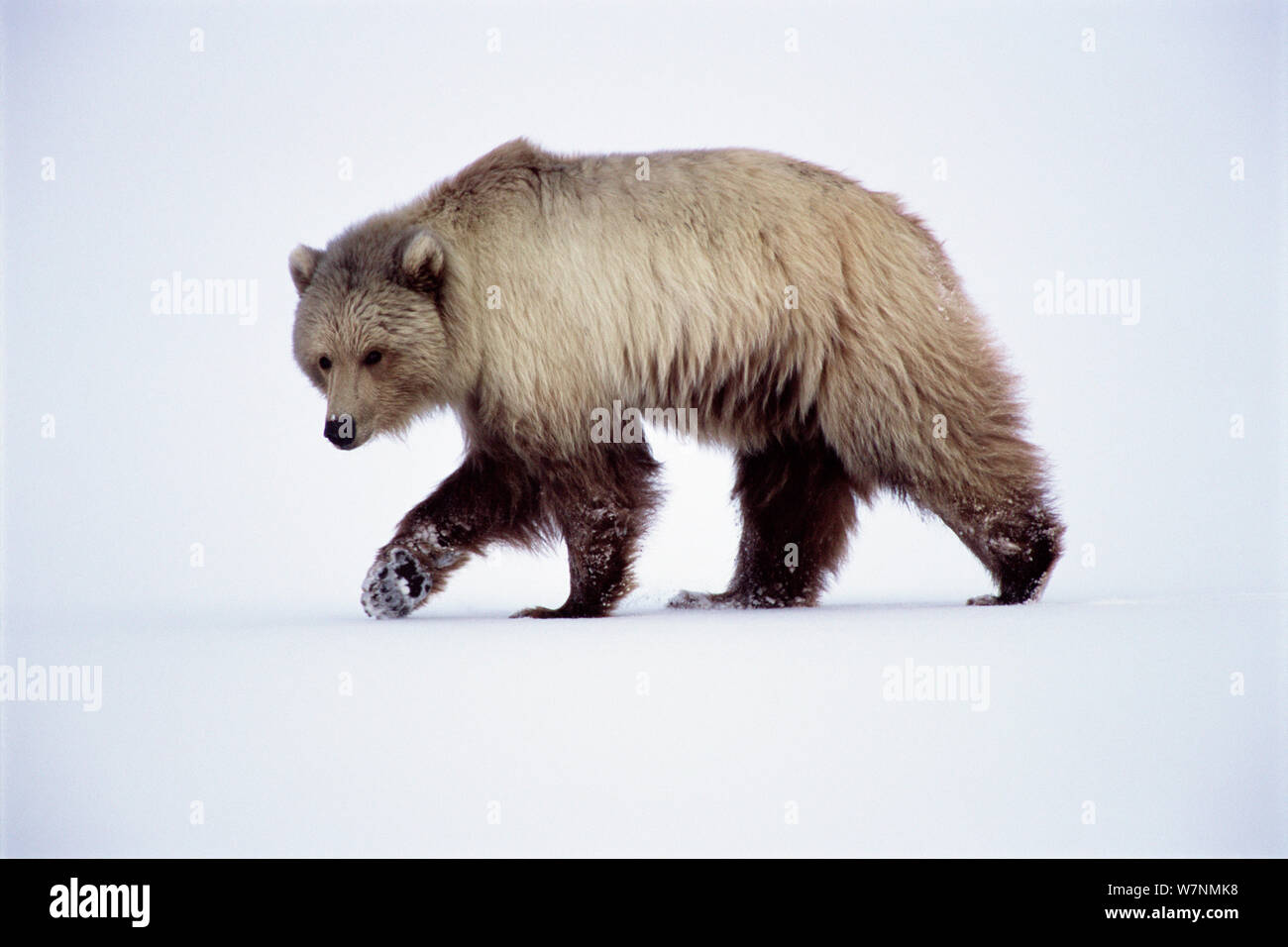Grizzly bear (Ursus arctos horribils) walking on snow, 1002 coastal plain, Arctic National Wildlife Refuge, North Slope of Brooks Range, Alaska, USA Stock Photo