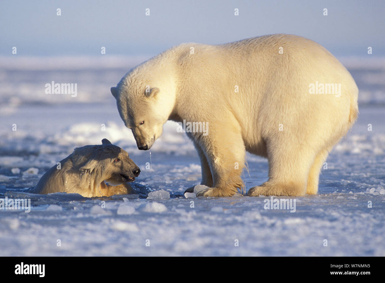 Polar bear (Ursus maritimus) sow on newly formed pack ice with spring cub playing in the water, 1002 area of the Arctic National Wildlife Refuge, North Slope, Alaska, USA Stock Photo