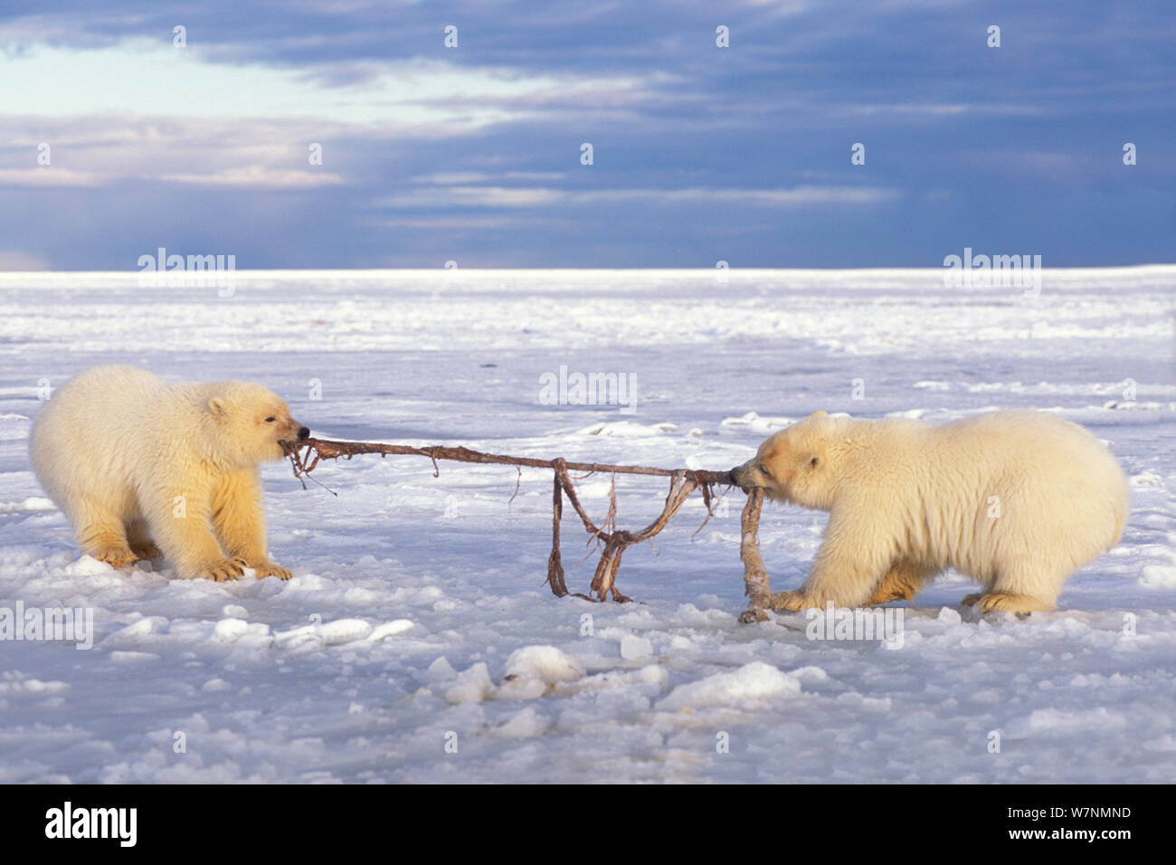 Polar bear (Ursus maritimus) pair of spring cubs play tug-o-war with a  piece of