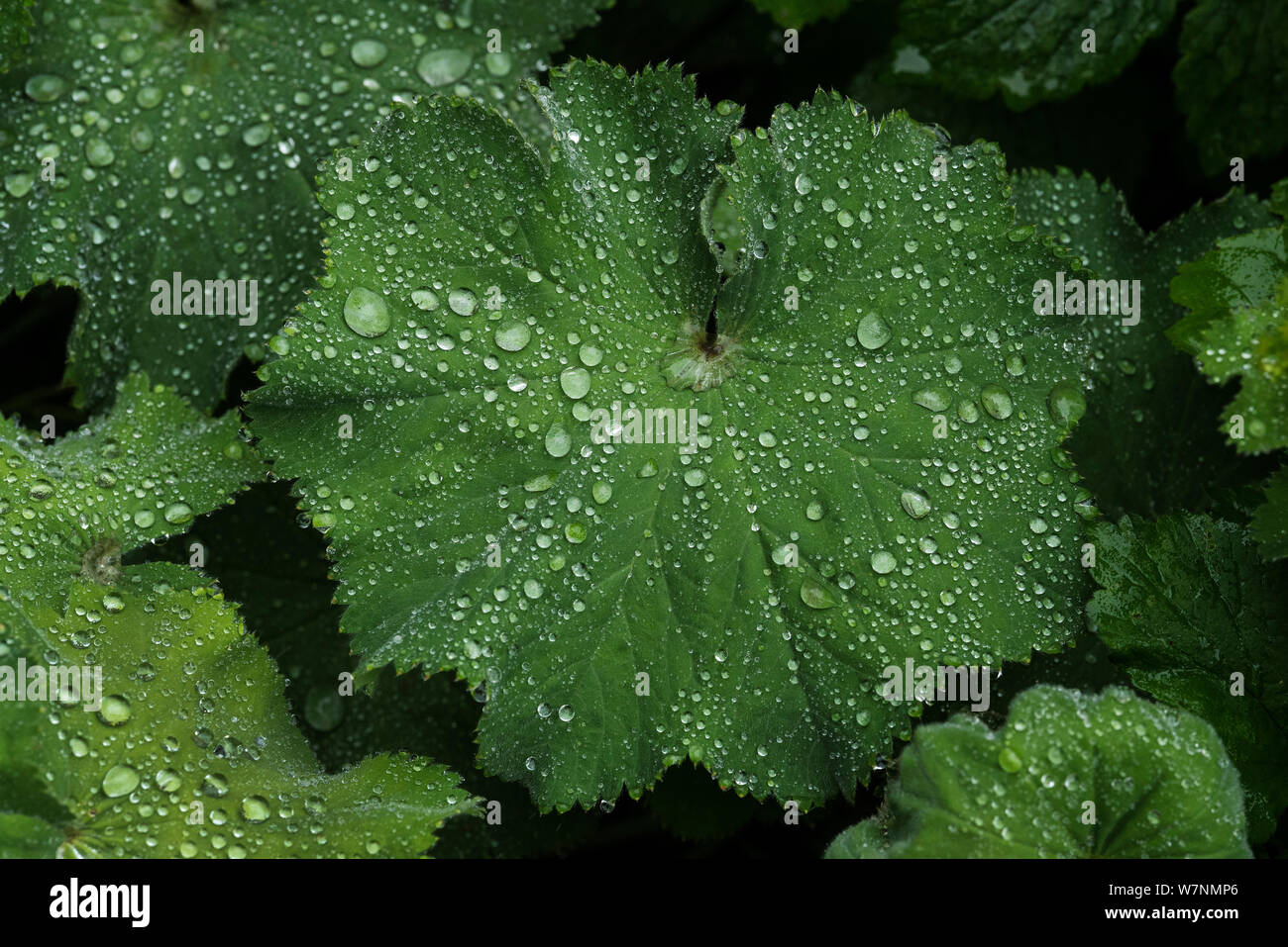 Rain collects in the leaves of Lady’s Mantle ( alchemilla mollis ). Background. Stock Photo