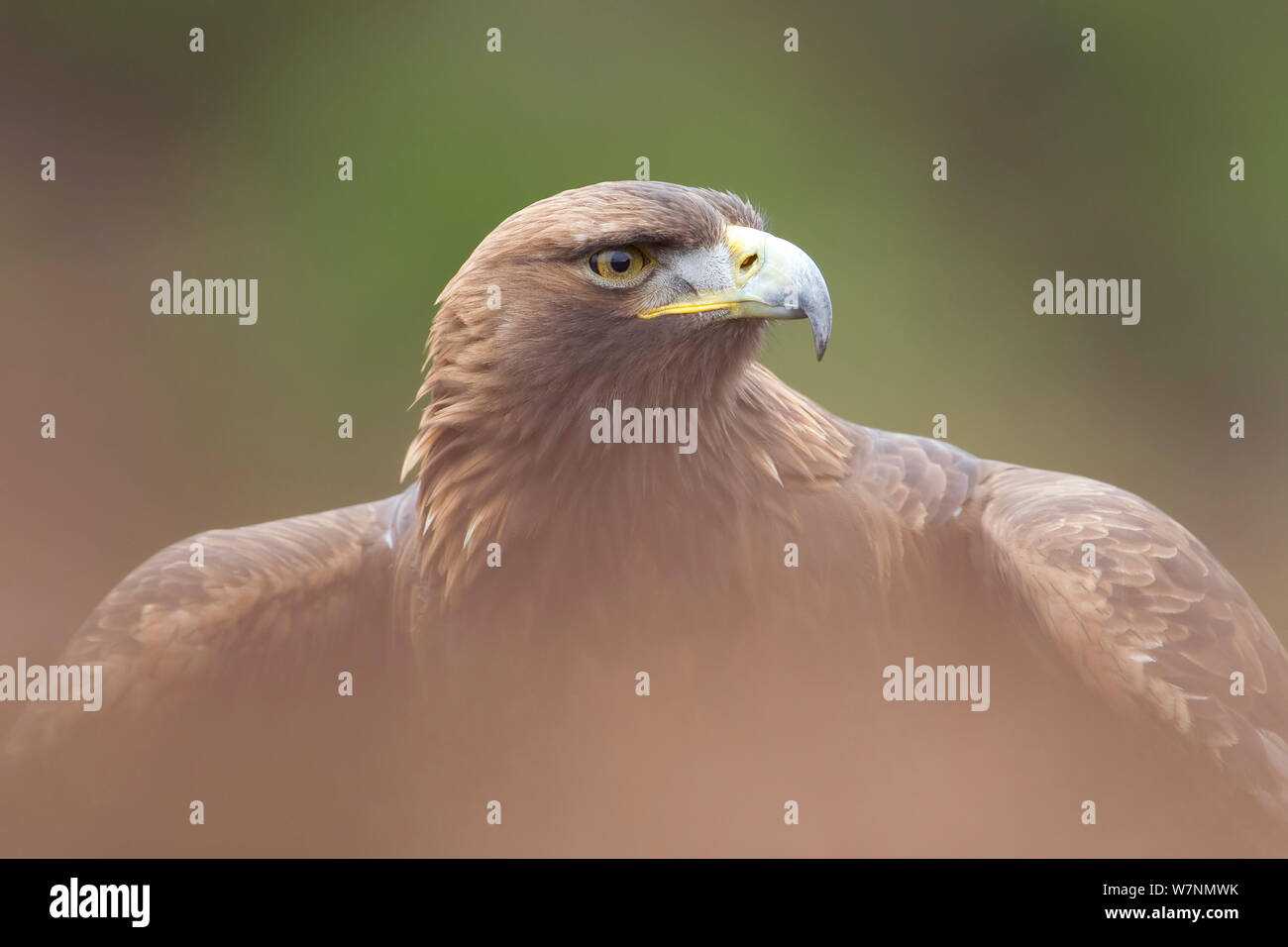 Golden Eagle Aquila Chrysaetos Portrait Cairngorms