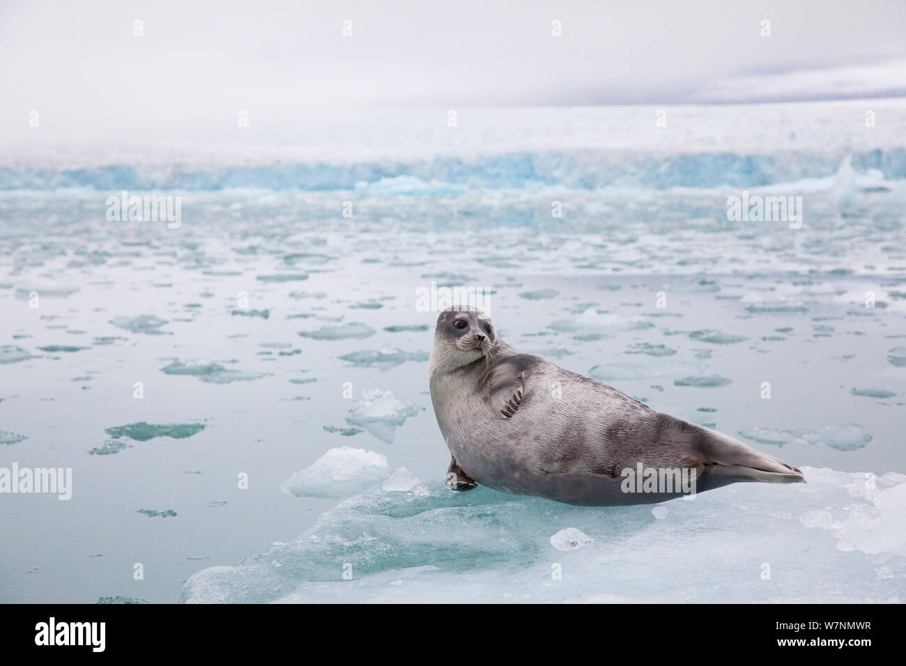 Ringed seal (Pusa hispida) in glacial fjord, Svalbard, Norway Stock Photo